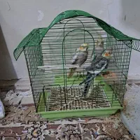 عروس هلندی