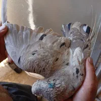 سرور نر آلمانی