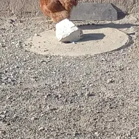 مرغ