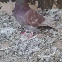 کبوتر گرفتنی