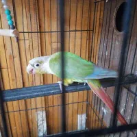 طوطی گرینچیک
