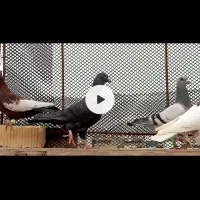 10تا گرفتنی نر مست پول لازمم