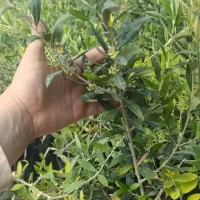 نهــال درجه یک با بــاردهـی عـالی به قیمـت تولیـدی