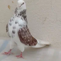 کفتر