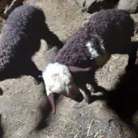بره خرج خور