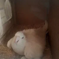 فروش جفت عروس هلندی