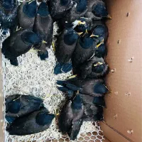مرغ مینا شاه طوطی ملنگو عروس فنچ در کنگان