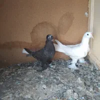 کبوتر