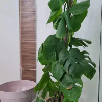 گل اپارتمان برگ انجیری