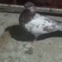 فروش کبوتر