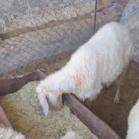 سه عددی گوسفند