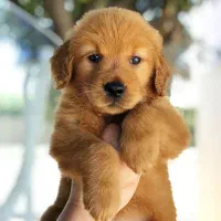 گلدن رتریور