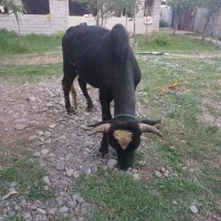 ورزا