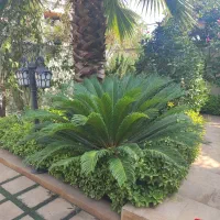 دو عدد سیکاس هم اندازه بالای ۱۲ سال