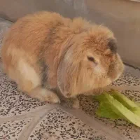 خرگوش لوپ