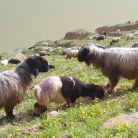 نرمیش