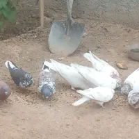 کبوتر|پرنده|بروجن, |دیوار