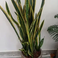 گلهای خانگی