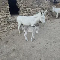 ۴راس خر (الاغ )شیری تازه زا