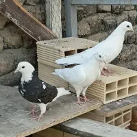 کفتر