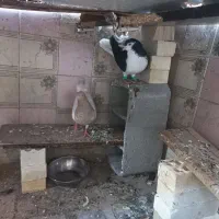 سوسنگرد