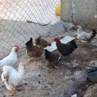 مرغ