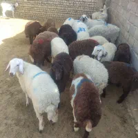 گوسفند زنده عشایر کم چرب