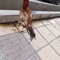 پرنده ۲۵۰۰