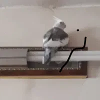 جفت عروس هلندی جوان
