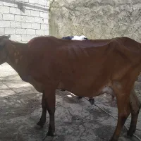 گاو اینوبی با گوساله نر خارجی بزرگ