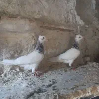 جفت طوق شازده