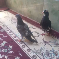 فروشی|پرنده|فهرج, |دیوار