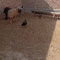۴تا میش افشاری ارزون