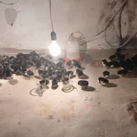 فروش جوجه استرالوپ اصیل تخمگذار