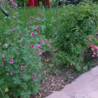 باغ ویلا اجاره یافروش