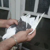 کفتر گرفتنی