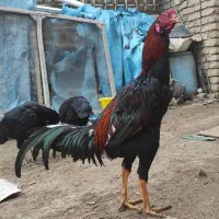خروس لاری