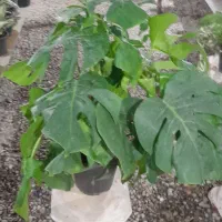 فروش برگ انجیری مانسترا زیبا ومقاوم