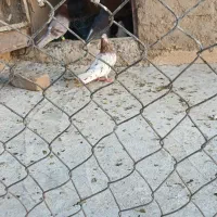 نر سرور قشنگ