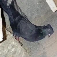 کفتر