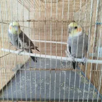 عروس هلندی