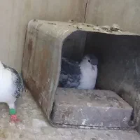 کبوتر کفتر ساده