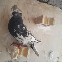 کله سیاه