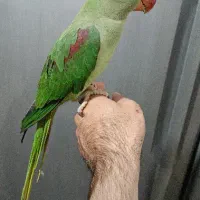 شاه طوطی