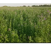 یونجه وجو