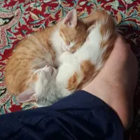 واگذاری رایگان سه عدد بچه گربه