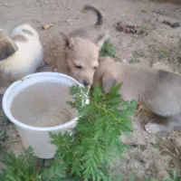 سک پاکوتا