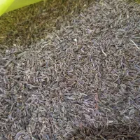 زیره کوهی درجه یک باعطربسیاربالا