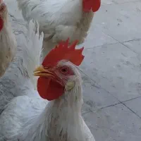 خروس سرحال و خوش آواز