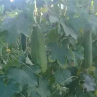 فروش  بذر کدو اسکاجی لوفا